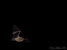 Pipistrelle commune © Didier Goethals