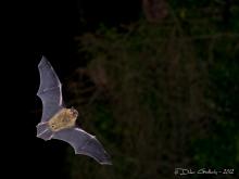 Pipistrelle commune © Didier Goethals
