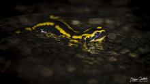 Salamandre européenne © Didier Goethals