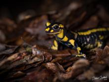 Salamandre européenne © Didier Goethals