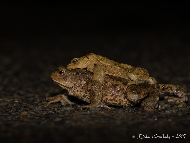 Crapaud commun amplexus © Didier Goethals