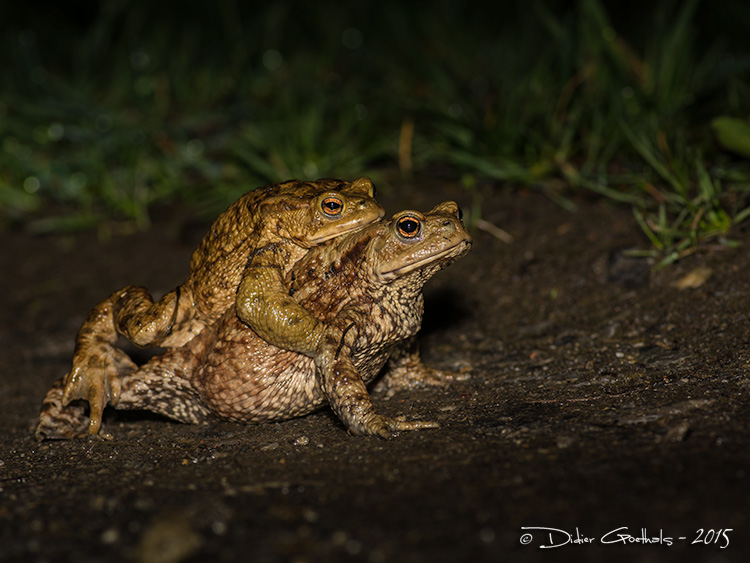 Crapaud commun Amplexus © Didier Goethals