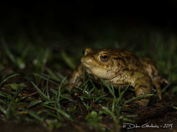 Crapaud commun © Didier Goethals