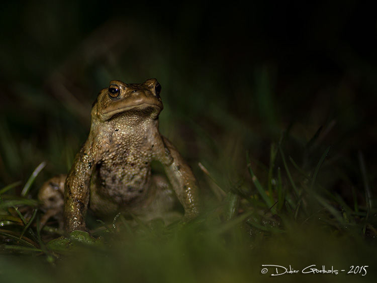 Crapaud commun © Didier Goethals