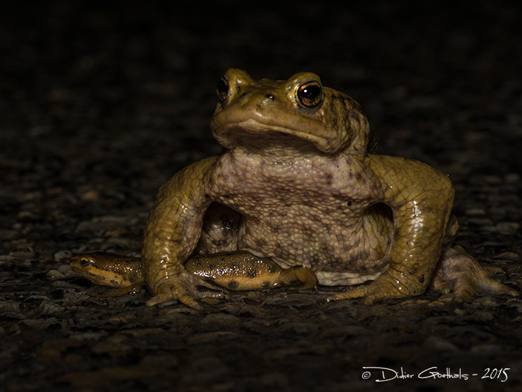 Crapaud commun - Triton ponctue - amplexus © Didier Goethals