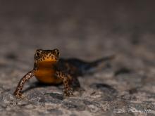 Triton alpestre © Didier Goethals